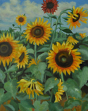 Sunflower Field I