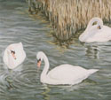 Swans in Norwalk Harbor