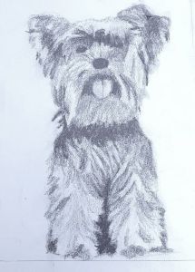 Yorky